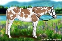 Horse Color:White Spotted Chestnut Splash 