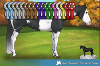 Horse Color:White Spotted Black Splash Tobiano 