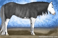 Horse Color:Black Splash Rabicano 
