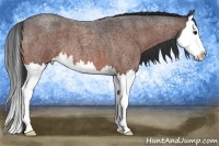 Horse Color:Bay Roan Splash