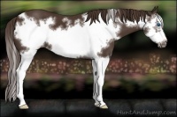 Horse Color:Liver Chestnut Splash Frame 