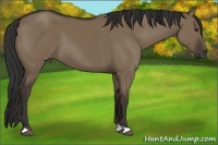 Horse Color:Liver Red Dun 