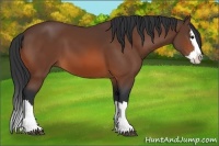 Horse Color:Bay Sabino Splash 