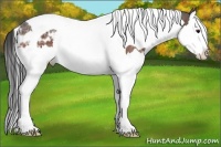 Horse Color:Bay Ice Splash Tobiano Appaloosa