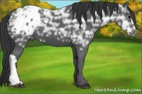 Horse Color:Black Ice Appaloosa 