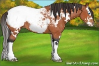 Horse Color:White Spotted Bay Splash Appaloosa