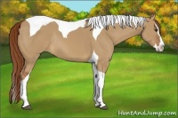 Horse Color:Red Dun Splash Tobiano Rabicano 