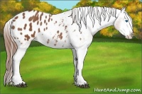 Horse Color:Chestnut Sabino Splash Appaloosa 