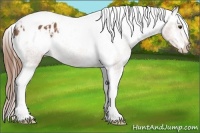 Horse Color:Chestnut Tobiano Appaloosa Rabicano 