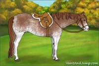 Horse Color:White Spotted Chestnut 