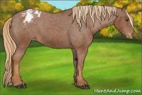 Horse Color:Chestnut Appaloosa