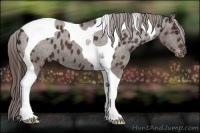 Horse Color:Liver Chestnut Tobiano Appaloosa 