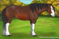 Horse Color:Bay Splash