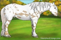 Horse Color:Palomino Sabino Splash Tobiano Appaloosa Rabicano 