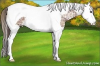 Horse Color:Plaid Bay Ice Sabino Splash Tobiano Appaloosa