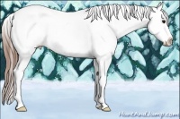 Horse Color:Grullo Ice Splash Tobiano Appaloosa