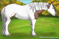Horse Color:Bay Splash Tobiano Appaloosa 
