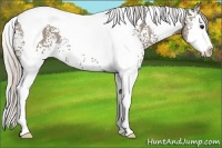 Horse Color:White Spotted Silver Grullo Splash Tobiano Rabicano