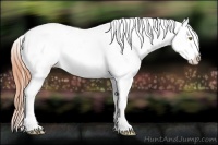 Horse Color:Amber Champagne Splash Tobiano Appaloosa