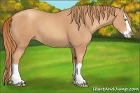 Horse Color:Gold Champagne Sabino Splash