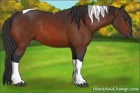 Horse Color:Bay Tobiano Rabicano