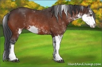Horse Color:Bay Sabino Rabicano