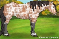 Horse Color:Bay Ice 