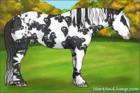 Horse Color:Black Splash Tobiano Varnish 