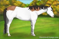 Horse Color:Bay Splash Rabicano 