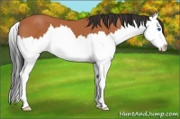 Horse Color:Bay Sabino Splash 