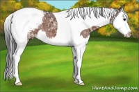 Horse Color:Bay Ice Splash Tobiano Appaloosa 