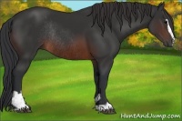 Horse Color:Brown Sabino Rabicano 