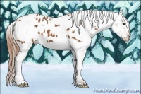 Horse Color:White Spotted Chestnut Splash Tobiano Appaloosa