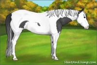 Horse Color:Black Splash Tobiano Rabicano