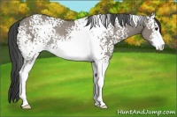 Horse Color:White Spotted Smoky Grullo Sabino Rabicano
