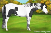 Horse Color:Black Splash Tobiano 