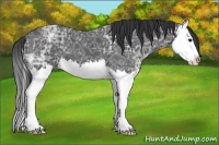 Horse Color:Black Ice Sabino Splash 