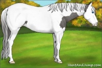 Horse Color:Black Sabino Splash Tobiano Appaloosa