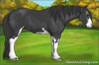 Horse Color:Smoky Black Sabino