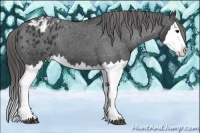 Horse Color:Black Sabino Splash Appaloosa 