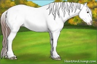 Horse Color:Brown Sabino Splash Appaloosa 