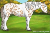 Horse Color:Buckskin Splash Tobiano Appaloosa 