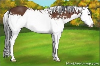Horse Color:White Spotted Bay Splash