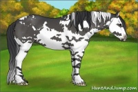 Horse Color:White Spotted Black Splash
