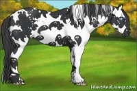 Horse Color:White Spotted Black Splash