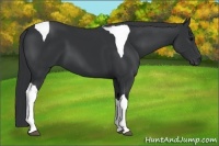 Horse Color:Black Tobiano