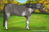 Horse Color:White Spotted Grullo Tobiano