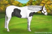 Horse Color:Black Splash Tobiano