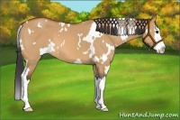 Horse Color:White Spotted Bay Dun Splash