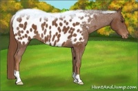 Horse Color:Chestnut Appaloosa